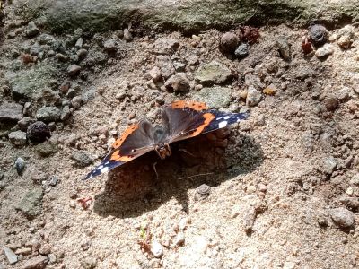 Бабочка адмирал на кладбище Шенефельда. Фото: www.facebook.com/alexandr.hotz Бабочка адмирал на кладбище Шенефельда. Фото: www.facebook.com/alexandr.hotz